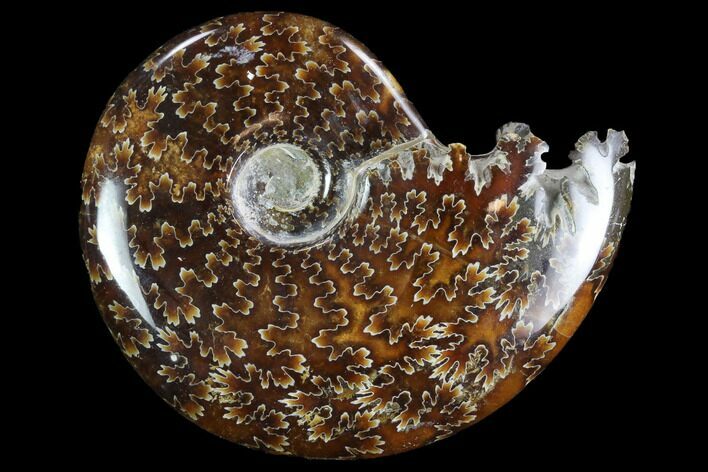 Polished, Agatized Ammonite (Cleoniceras) - Madagascar #97254